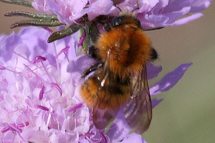 Bombus sp. (tipo cromatico pascuorum)