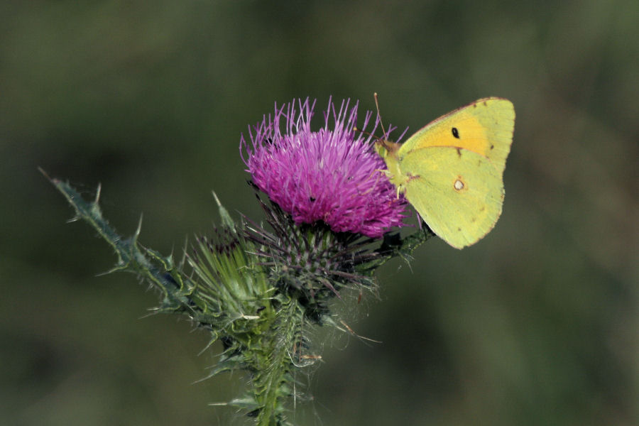 Colias croceus ?