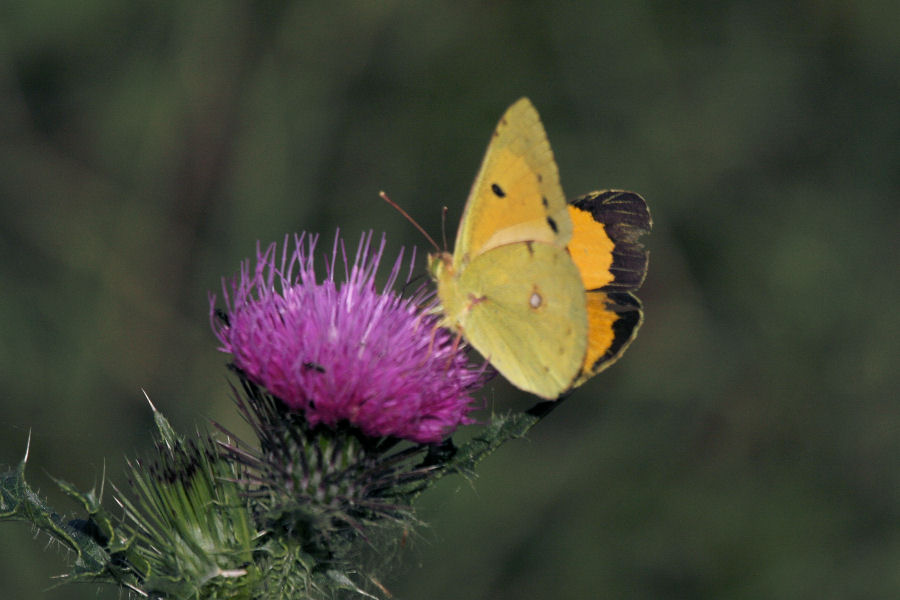 Colias croceus ?