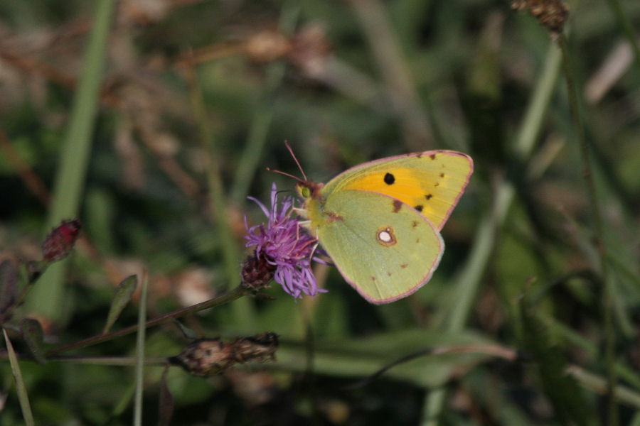 Colias croceus ?