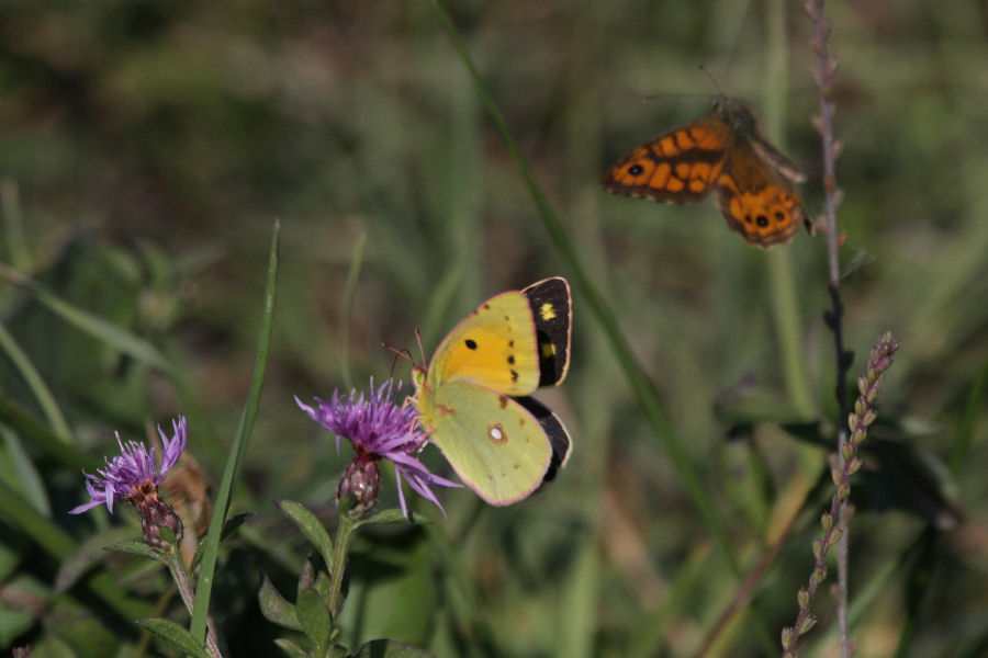 Colias croceus ?