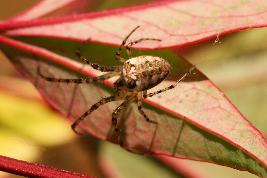 Metellina sp.