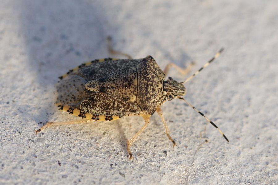 Pentatomidae: Rhaphigaster nebulosa di Castel Maggiore (BO)