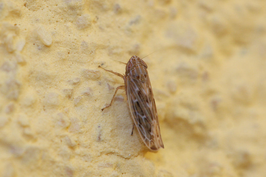 Cicadellidae:Psammotettix sp.