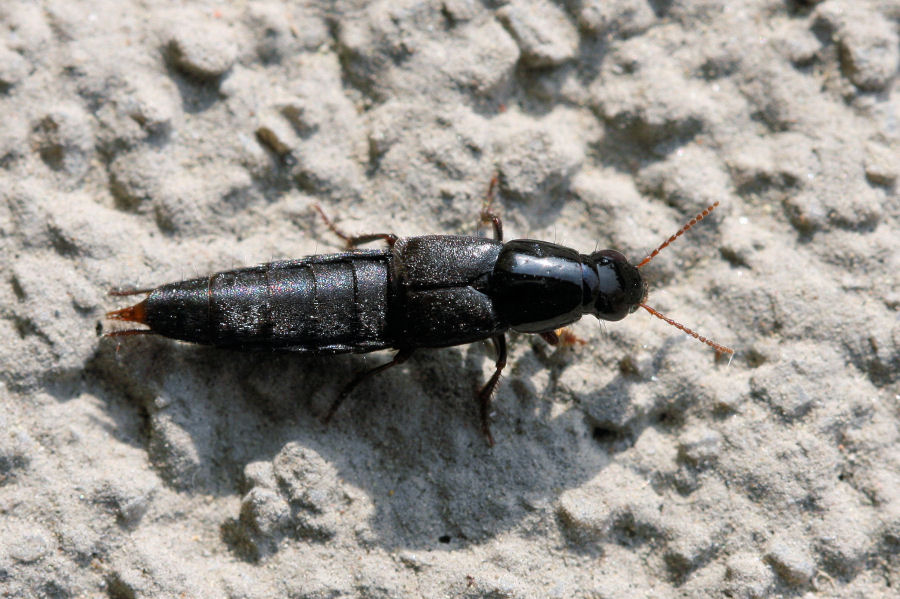 Id. Staphylinidae