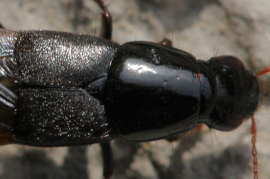 Id. Staphylinidae