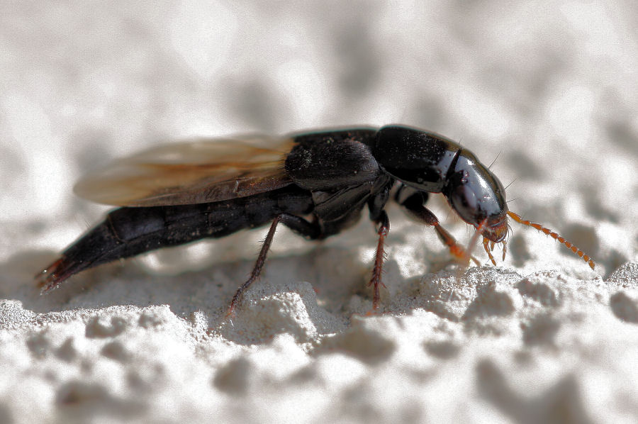 Id. Staphylinidae