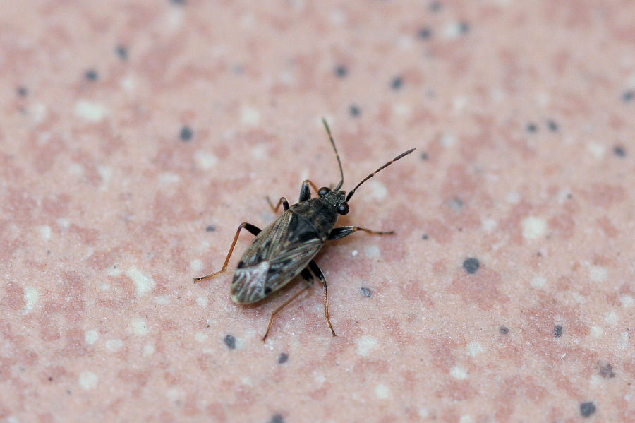 Lygaeidae: Peritrechus gracilicornis dell''Emilia (BO)