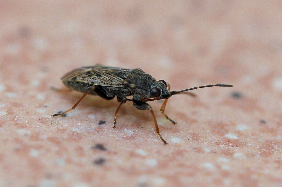 Lygaeidae: Peritrechus gracilicornis dell''Emilia (BO)