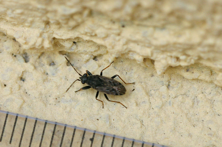 Lygaeidae: Peritrechus gracilicornis dell''Emilia (BO)