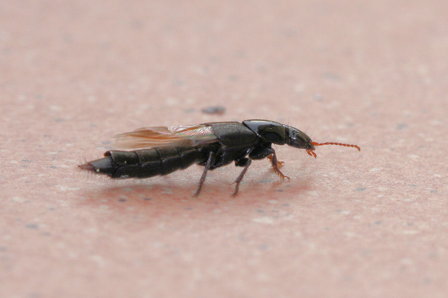 Id. Staphylinidae