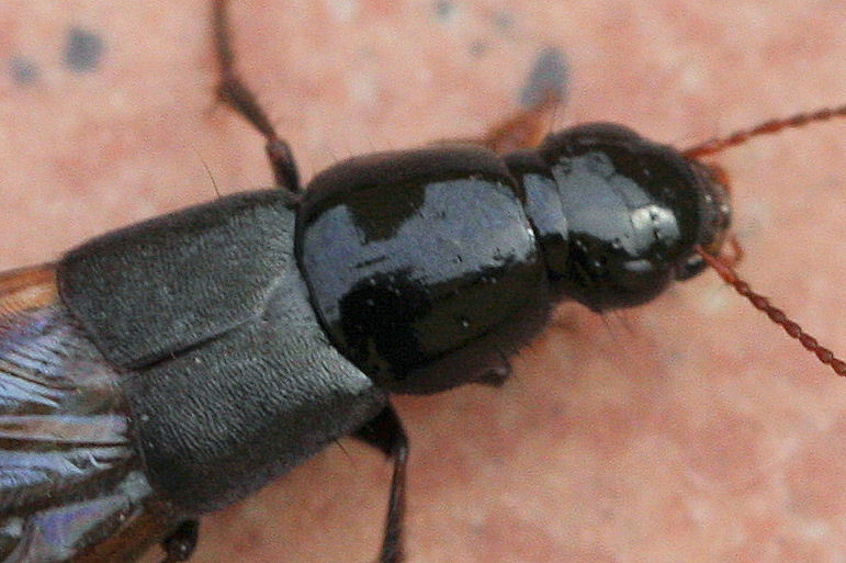 Id. Staphylinidae