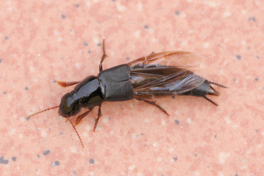 Id. Staphylinidae