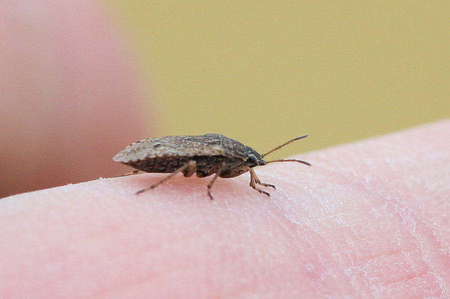 Lygaeidae: Emblethis denticollis dell''Emilia (BO)