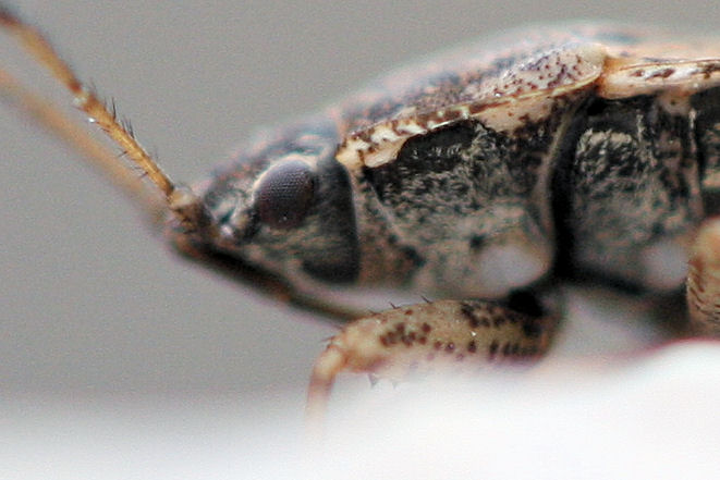 Lygaeidae: Emblethis denticollis dell''Emilia (BO)