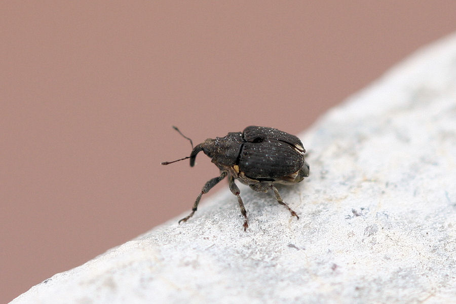 Piccolo curculionide: Stenocarus cardui