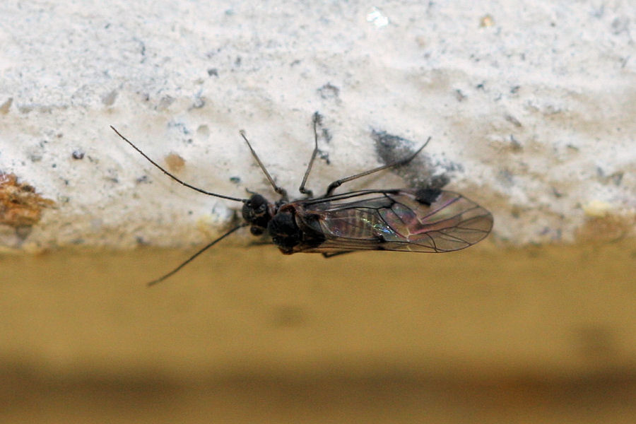 Psocoptera