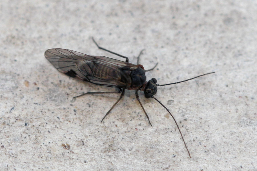 Psocoptera