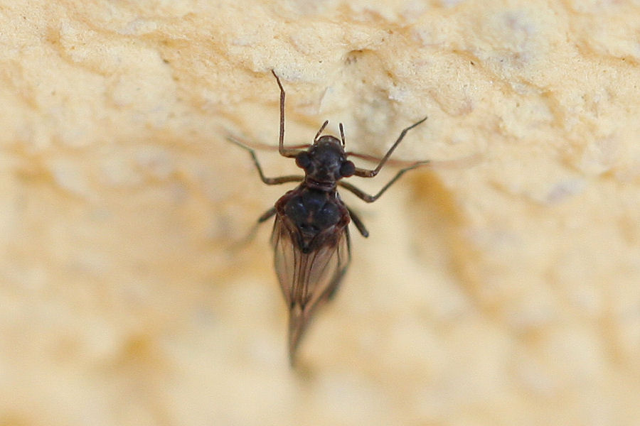 Psocoptera