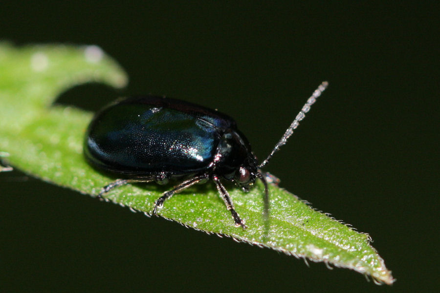 Chrysomelidae: Agelastica alni