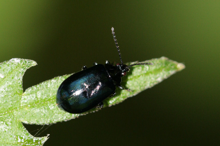 Chrysomelidae: Agelastica alni