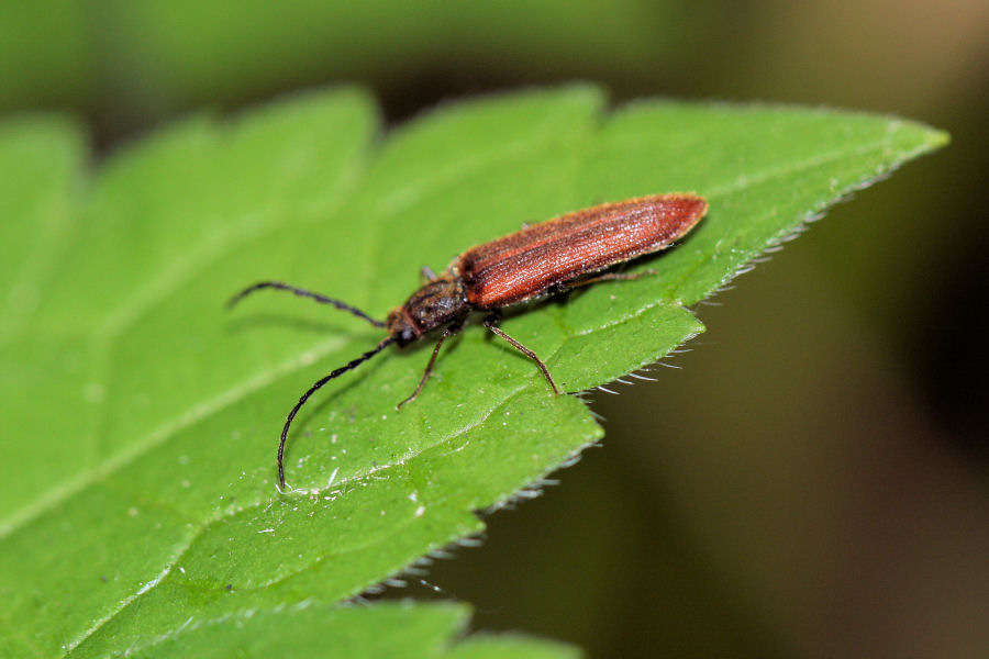 Campylomorphus homalisinus (Elateridae)