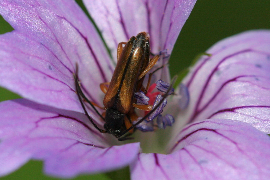 Cerambycidae: Alosterna tabacicolor?