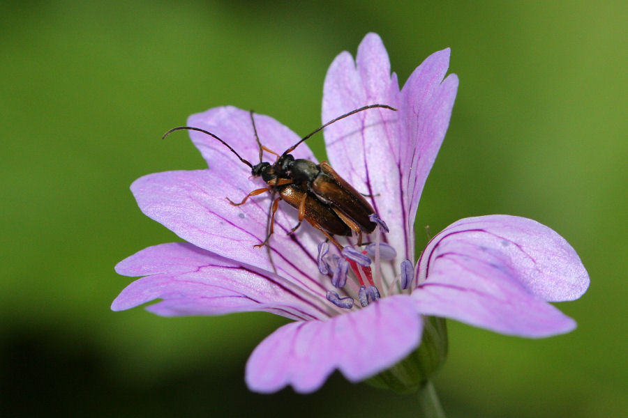 Cerambycidae: Alosterna tabacicolor?