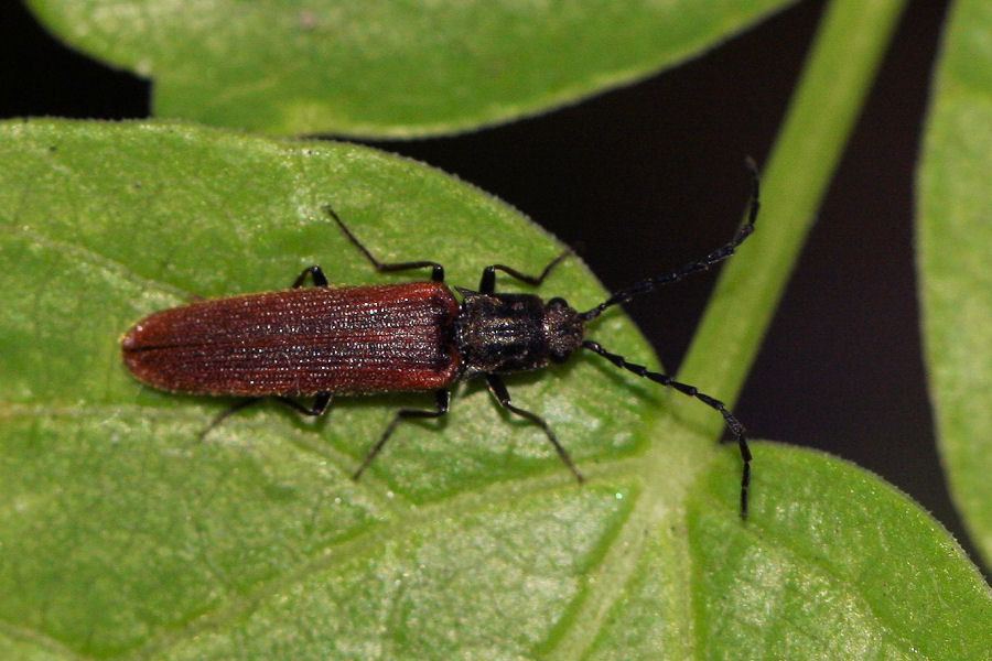 Campylomorphus homalisinus (Elateridae)