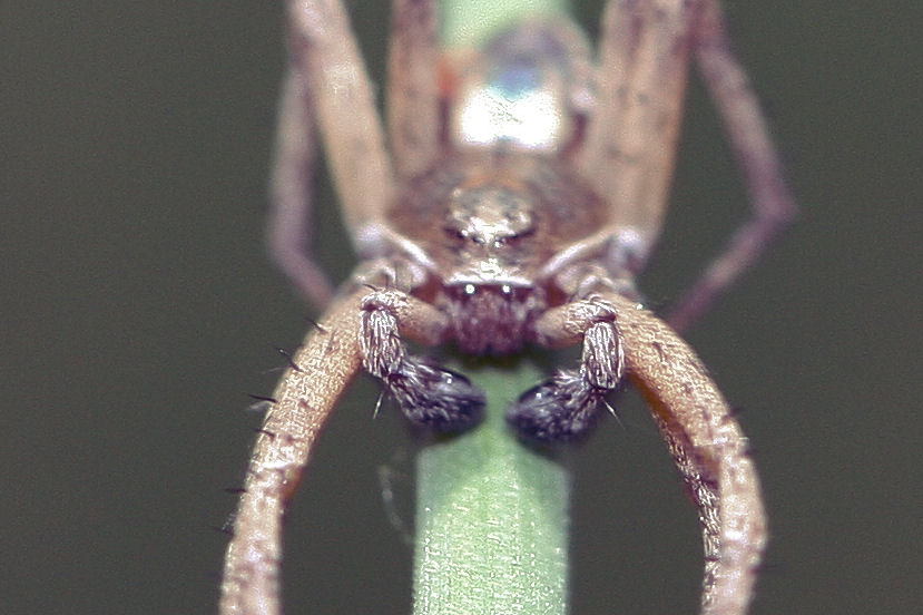 Philodromus sp.