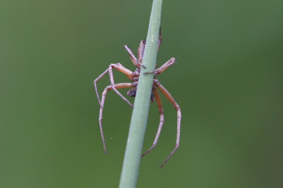 Philodromus sp.