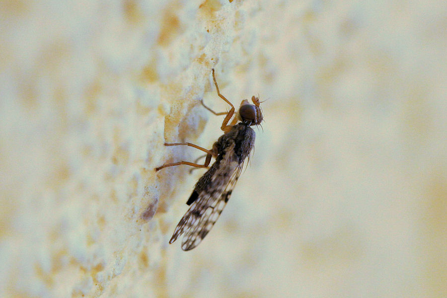 Tephritidae: Probabile Dioxyna sp.