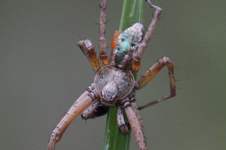 Philodromus sp.