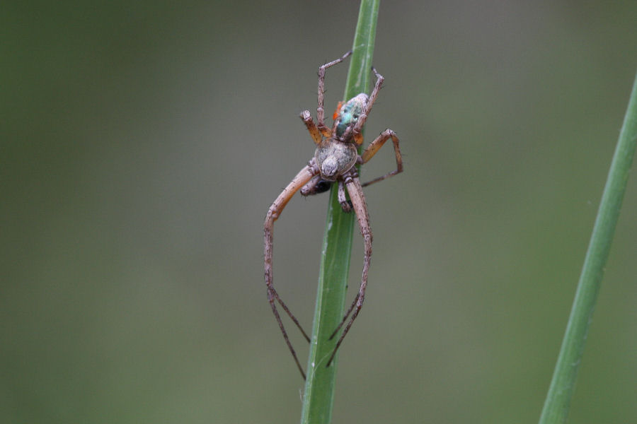 Philodromus sp.