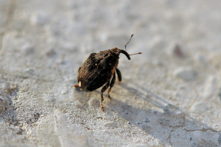 Piccolo curculionide: Stenocarus cardui