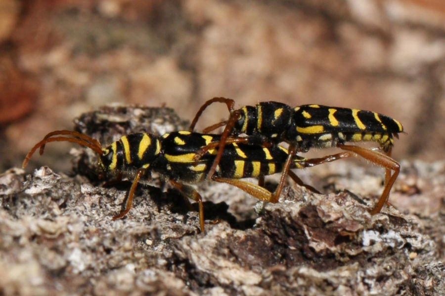 Plagionotus arcuatus - chiedo conferma