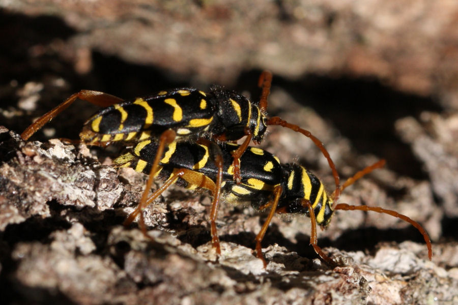 Plagionotus arcuatus - chiedo conferma