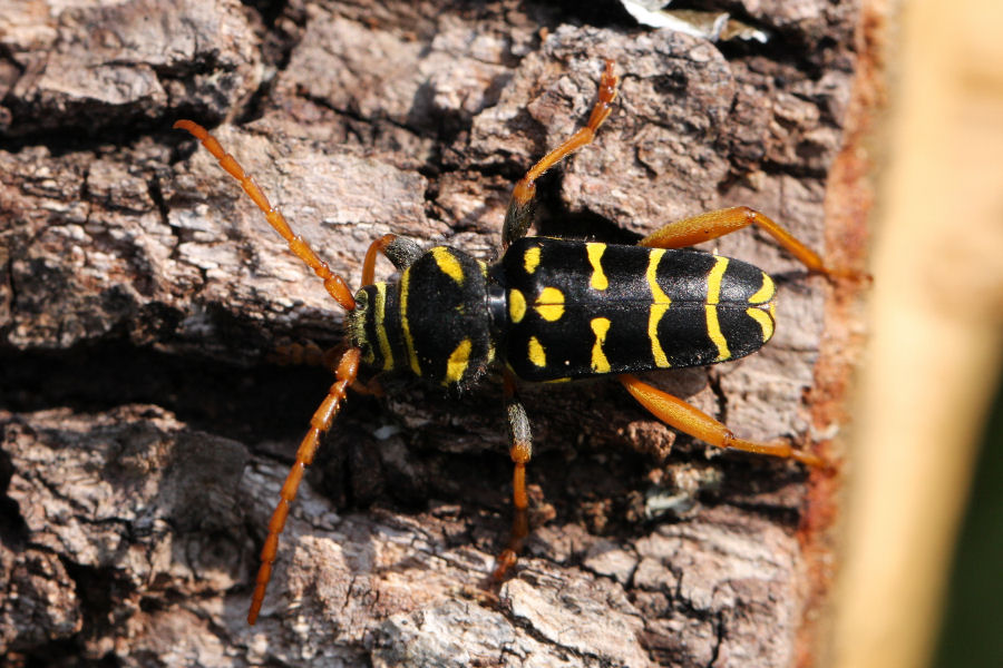 Plagionotus arcuatus - chiedo conferma