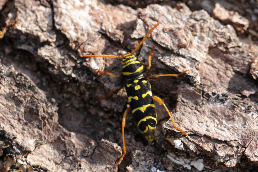 Plagionotus arcuatus - chiedo conferma