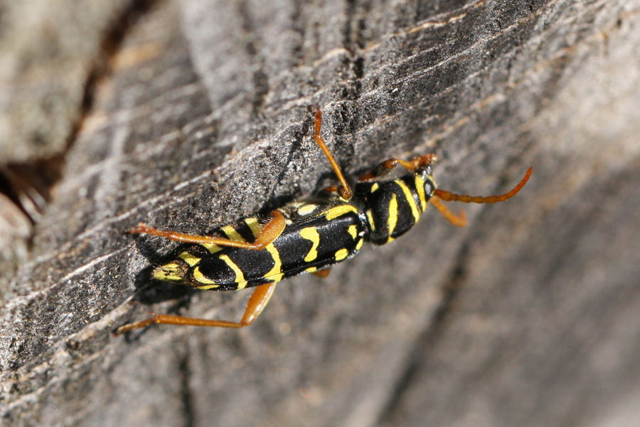 Plagionotus arcuatus - chiedo conferma