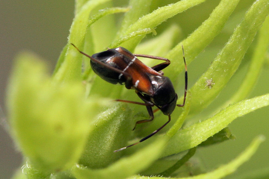 Miridae: Pilophorus perplexus dell''Emilia (BO)