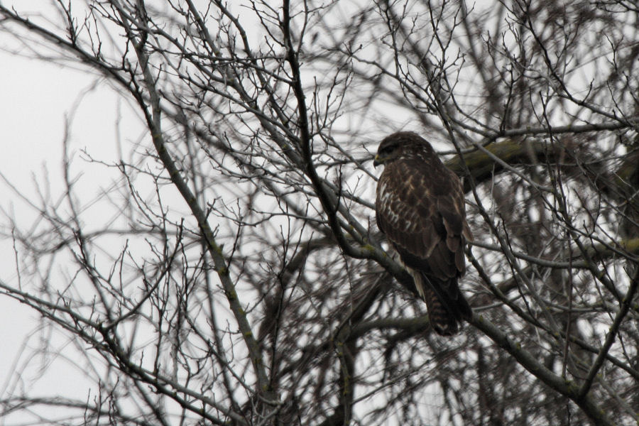 Rapace da identificare