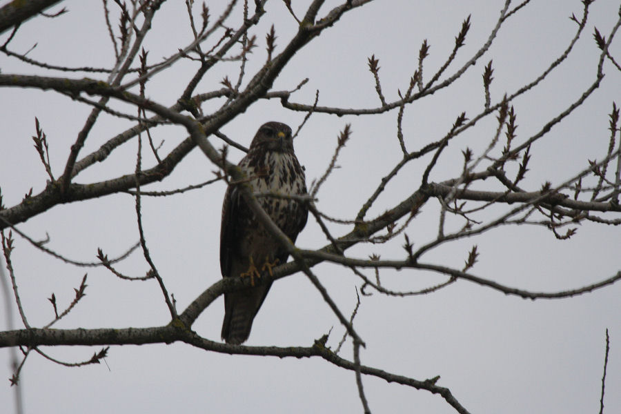 Rapace da identificare