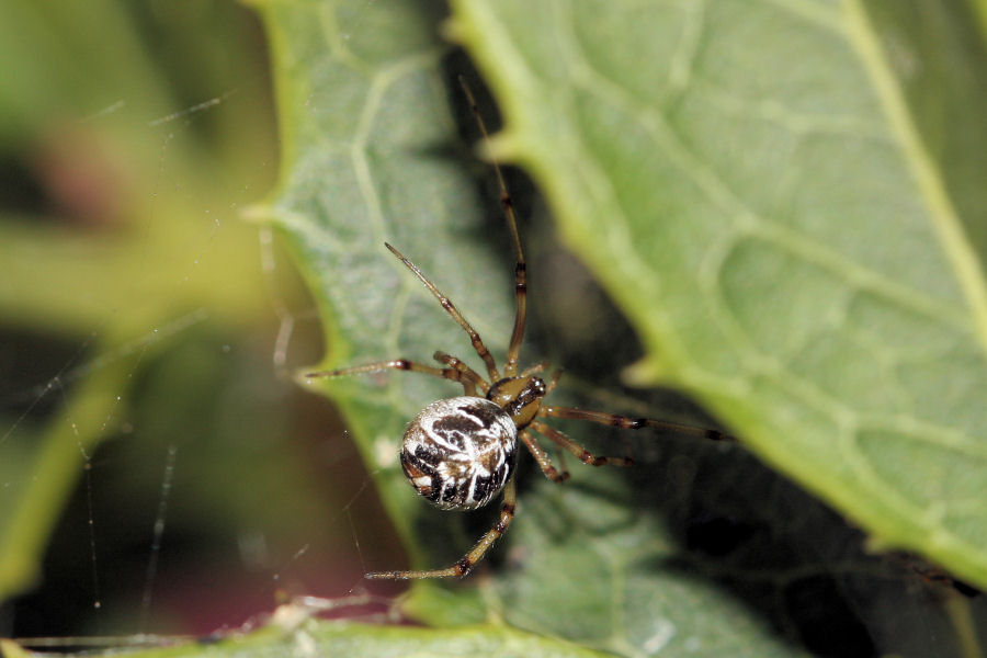 Vita da Theridiidae - osservazioni su Phylloneta sp.