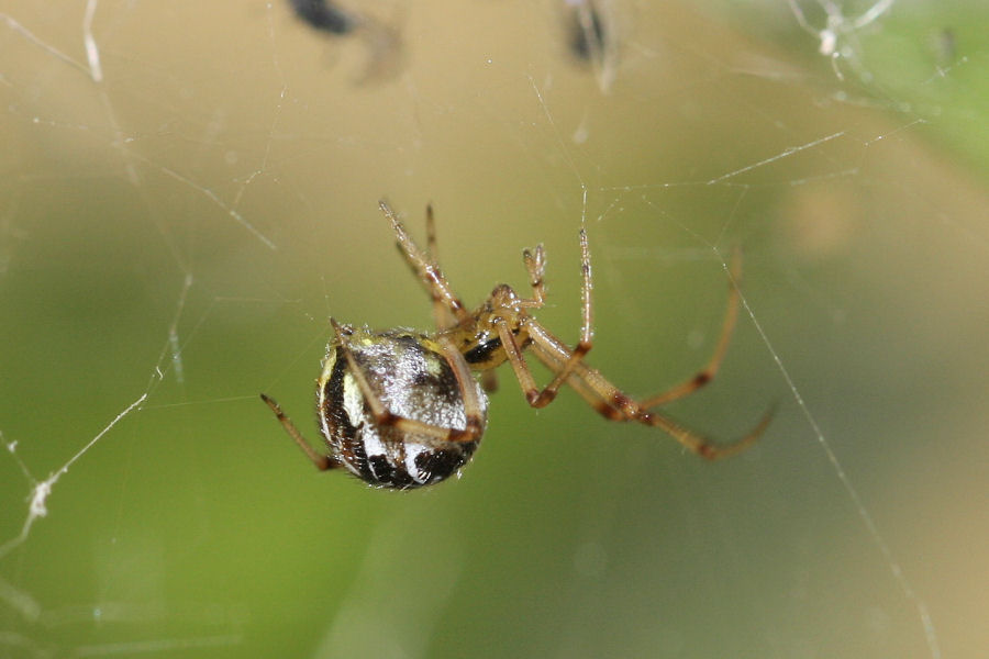 Vita da Theridiidae - osservazioni su Phylloneta sp.