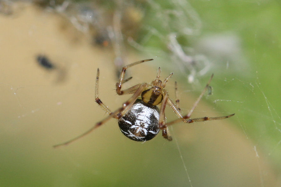 Vita da Theridiidae - osservazioni su Phylloneta sp.