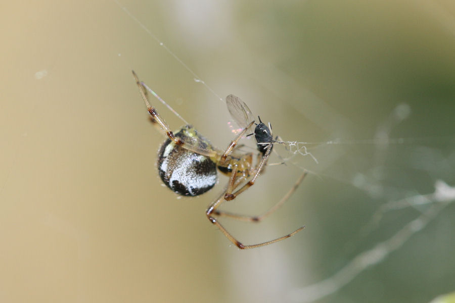 Vita da Theridiidae - osservazioni su Phylloneta sp.