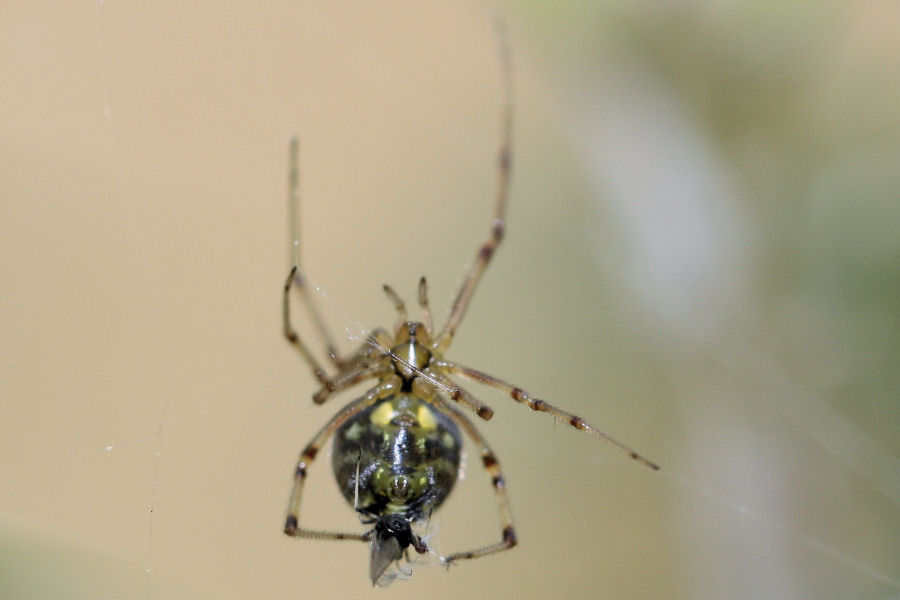 Vita da Theridiidae - osservazioni su Phylloneta sp.