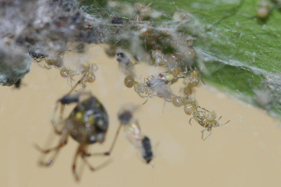 Vita da Theridiidae - osservazioni su Phylloneta sp.