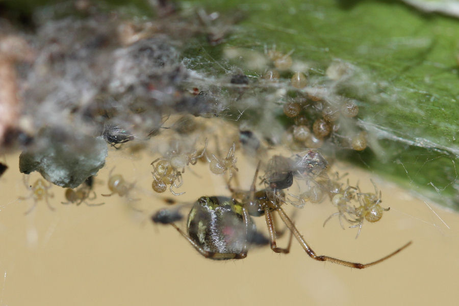 Vita da Theridiidae - osservazioni su Phylloneta sp.